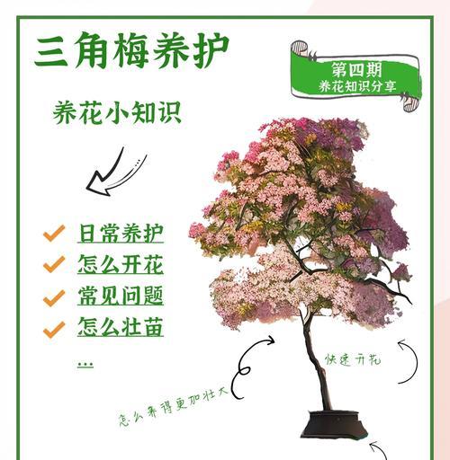 三角梅控水困难时应如何处理？