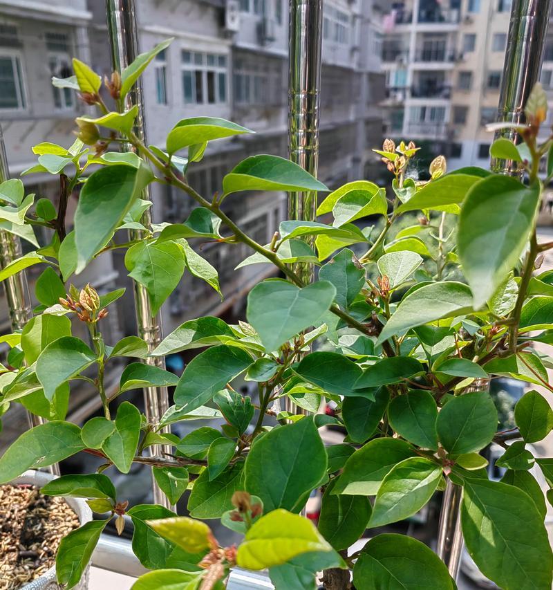 三角梅控水困难时应如何处理？