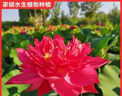 室内栽培技术的基本要求和注意事项是什么？