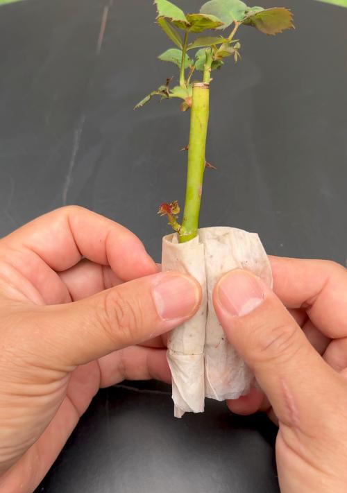 直苗月季压枝过冬的方法是什么？