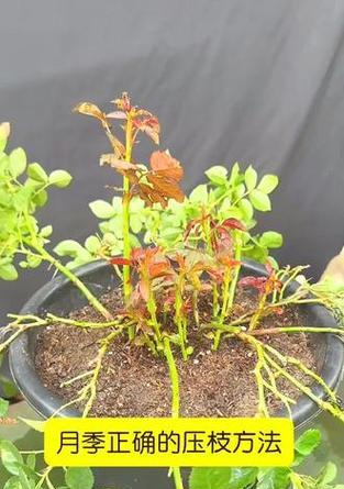 直苗月季压枝过冬的方法是什么？