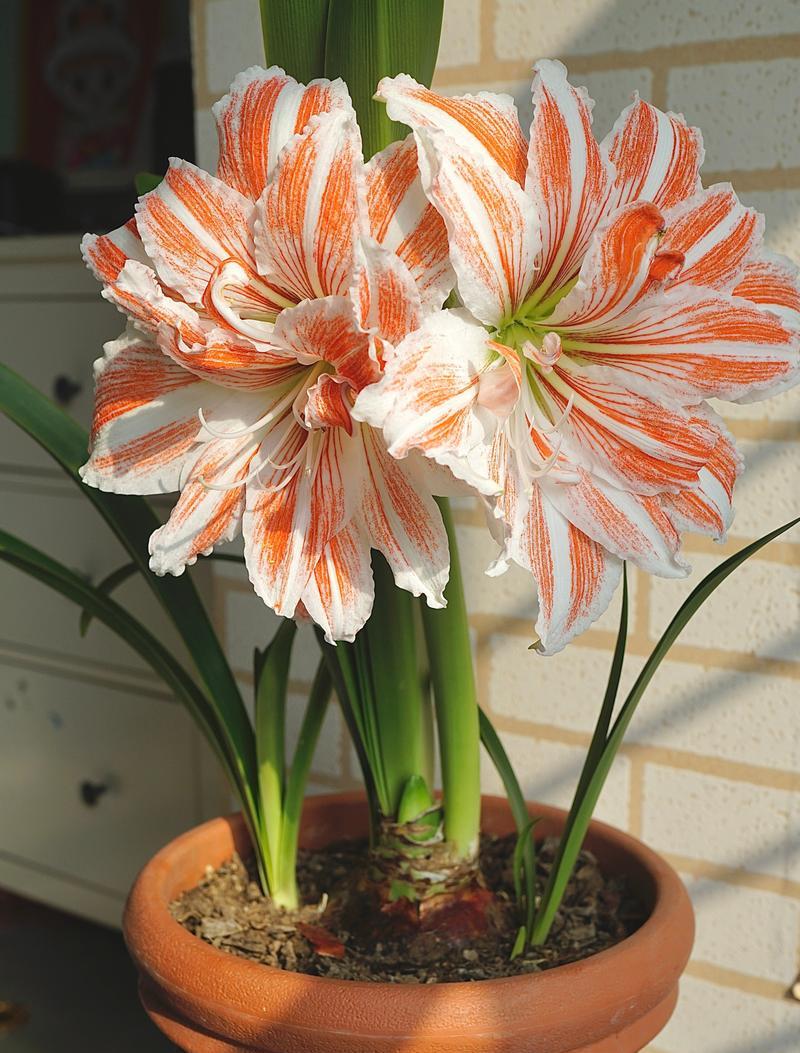 朱顶红不开花怎么办？