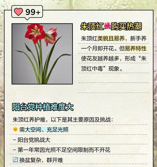 朱顶红不开花怎么办？