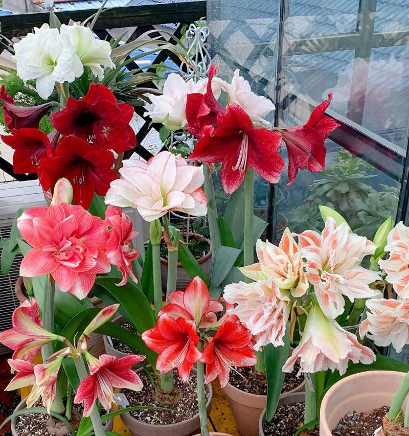 朱顶红不开花怎么办？