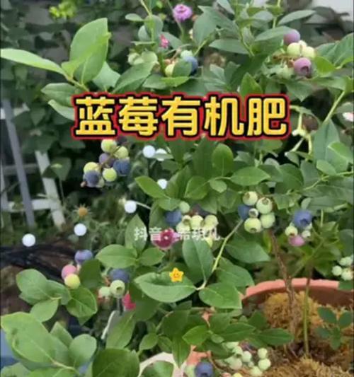 自制蓝莓肥料的方法是什么？
