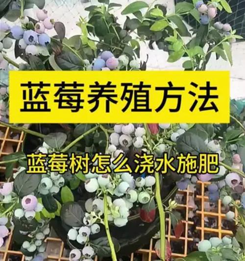 自制蓝莓肥料的方法是什么？