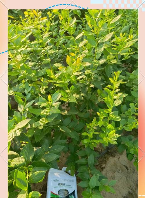 自制蓝莓肥料的方法是什么？