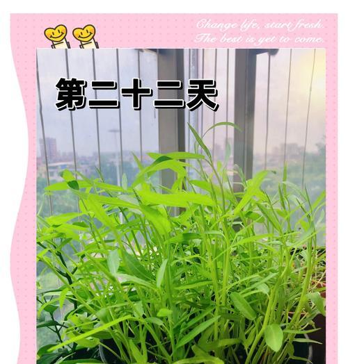 水培植物施肥的小技巧和方法是什么？