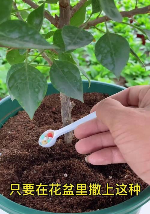 水培植物施肥的小技巧和方法是什么？