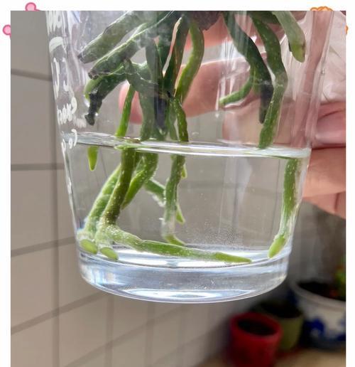 水培植物施肥的小技巧和方法是什么？