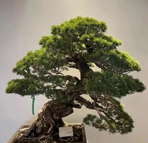 盆景设置造型的基本技巧和步骤是什么？