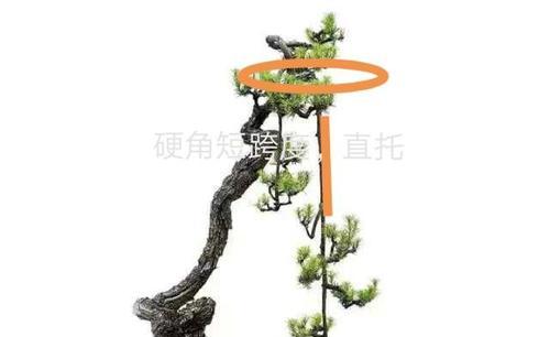 盆景设置造型的基本技巧和步骤是什么？