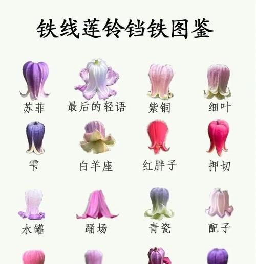 铁线莲品种选择指南是什么？如何挑选适合的铁线莲？