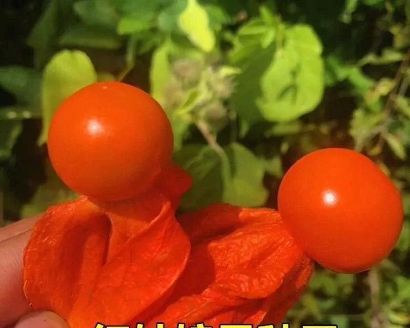 姑娘播种种子的最佳时机是什么时候？有哪些注意事项？
