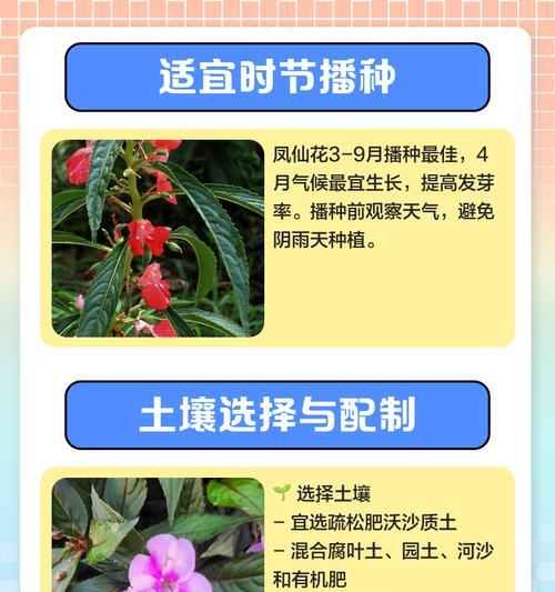姑娘播种种子的最佳时机是什么时候？有哪些注意事项？