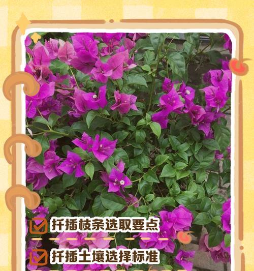 三角梅无法生根的解决办法是什么？
