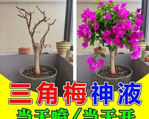 三角梅无法生根的解决办法是什么？