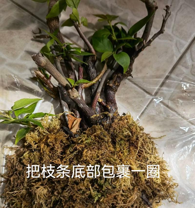 三角梅无法生根的解决办法是什么？