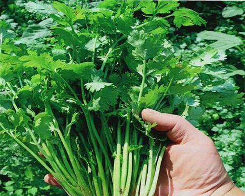 香菜适合和哪些蔬菜一起播种？播种时需要注意什么？
