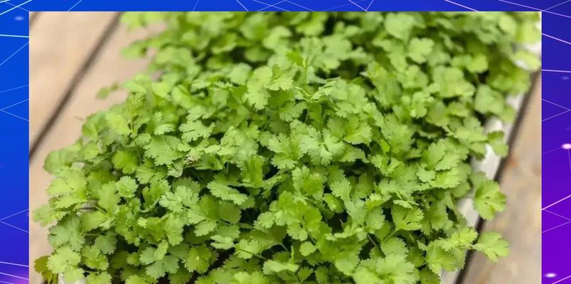 香菜适合和哪些蔬菜一起播种？播种时需要注意什么？