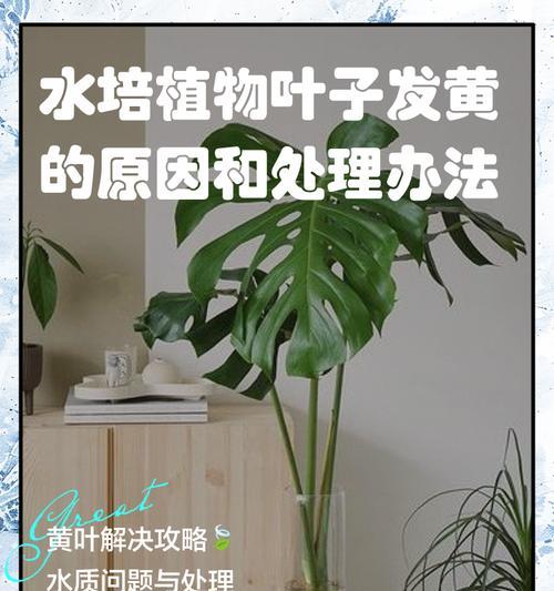 黛粉芋叶子发黄？如何解决？
