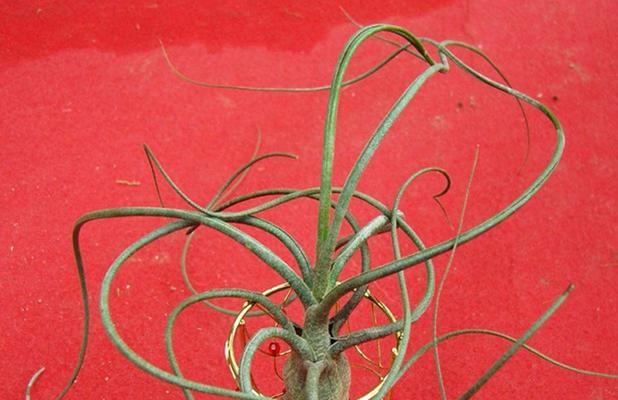 无土水观赏植物有哪些种类？它们的养护方法是什么？