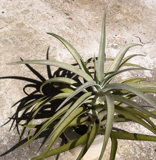 无土水观赏植物有哪些种类？它们的养护方法是什么？