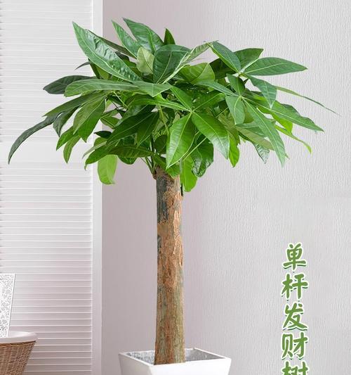 树地观赏植物有哪些？如何选择适合的品种？