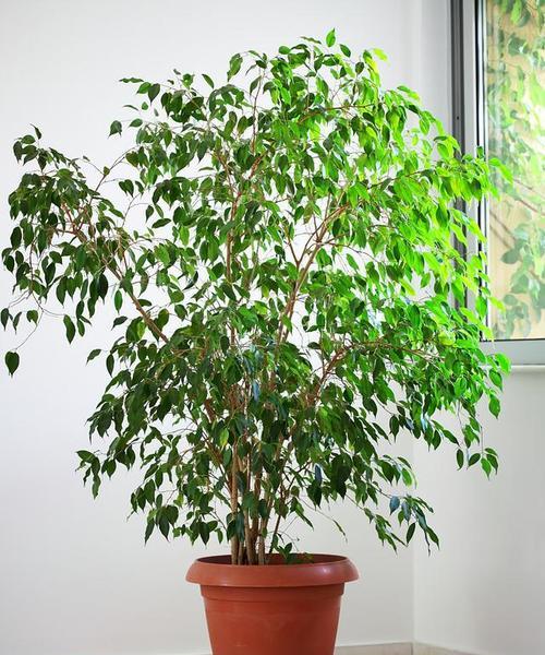 树地观赏植物有哪些？如何选择适合的品种？