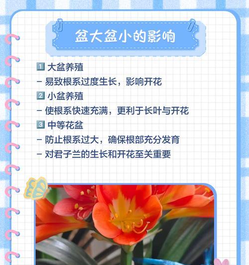 橙红盆栽君子兰的养护技巧是什么？