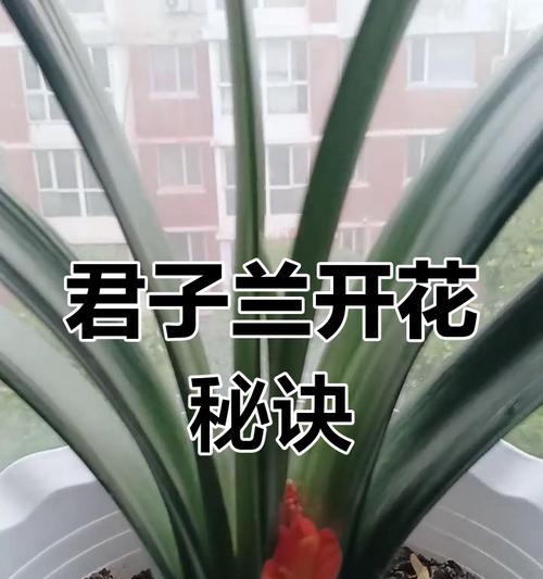 橙红盆栽君子兰的养护技巧是什么？