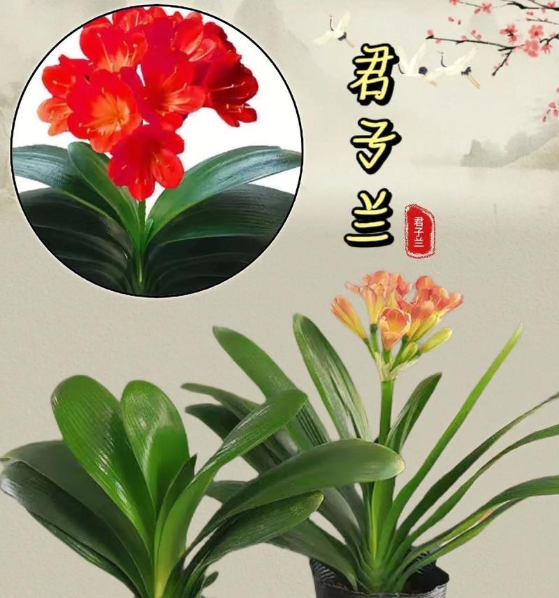 橙红盆栽君子兰的养护技巧是什么？