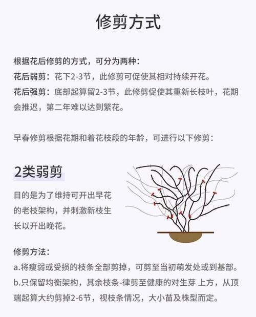 铁线莲移栽后如何正确养护？需要注意哪些事项？