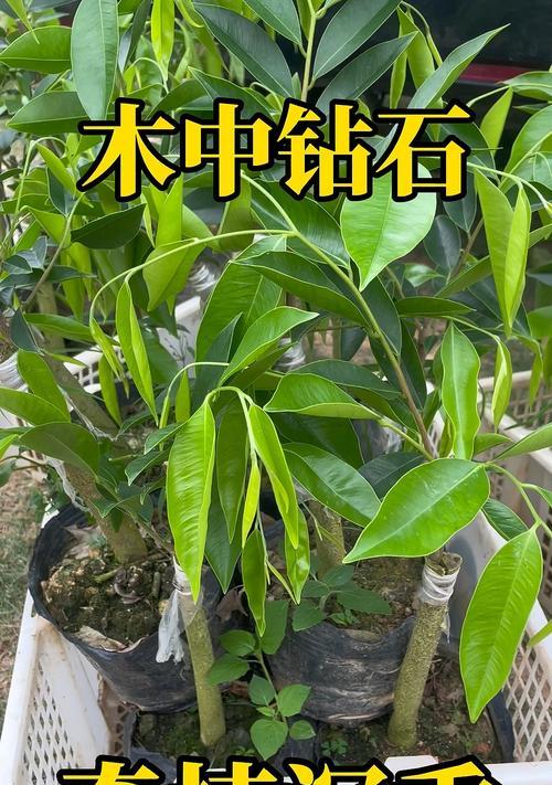 湖州沉水观赏植物有哪些？适合湖州环境的沉水植物推荐是什么？