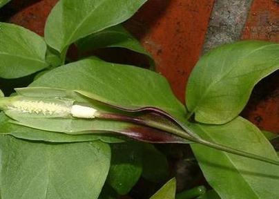 哪些观赏植物最抗冷？排名前十的品种介绍？