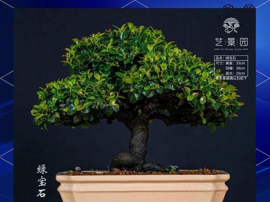 哪些观赏植物最抗冷？排名前十的品种介绍？