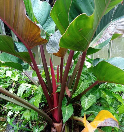 哪些观赏植物最抗冷？排名前十的品种介绍？