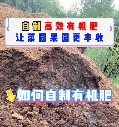 如何自制有机肥水作为蔬菜肥料？步骤和效果如何？