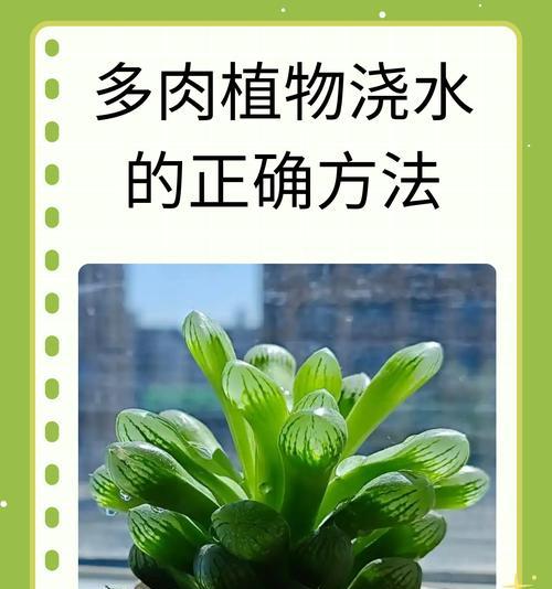 如何进行绿化植物的最佳浇水？