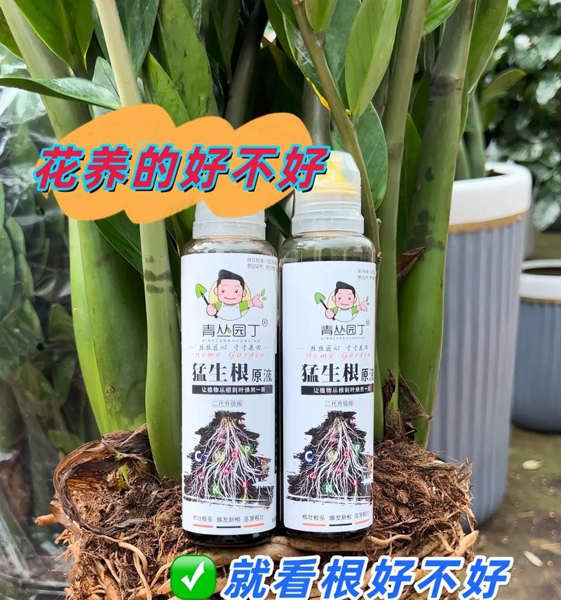 养花时如何先养好根部？