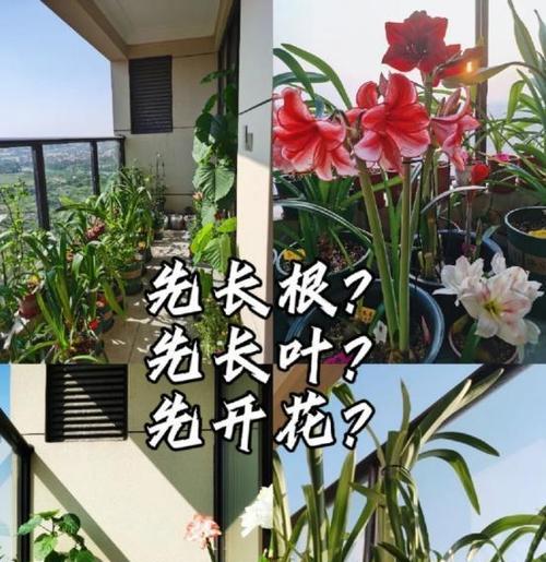 养花时如何先养好根部？