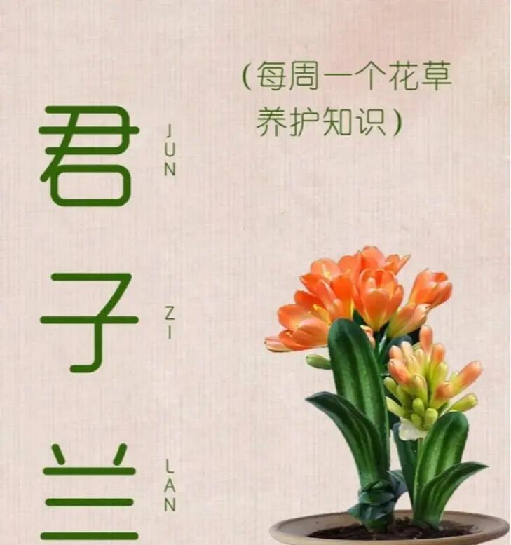 君子兰垂笑的含义是什么？