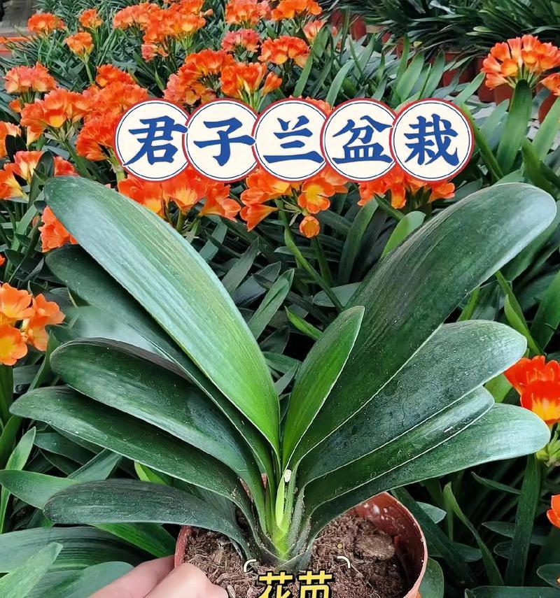 君子兰垂笑的含义是什么？