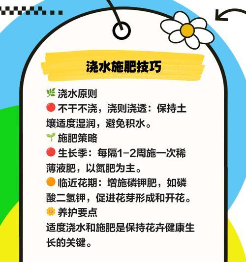 三角梅的正确养护方法是什么？