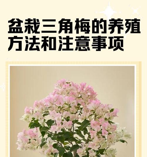 三角梅的正确养护方法是什么？