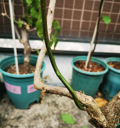 如何在种菜盆中养护三角梅？