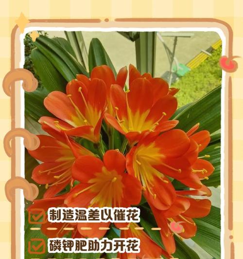 君子兰花杆剪的正确方法是什么？