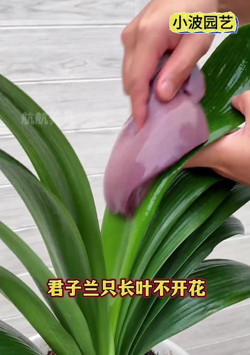 君子兰花杆剪的正确方法是什么？