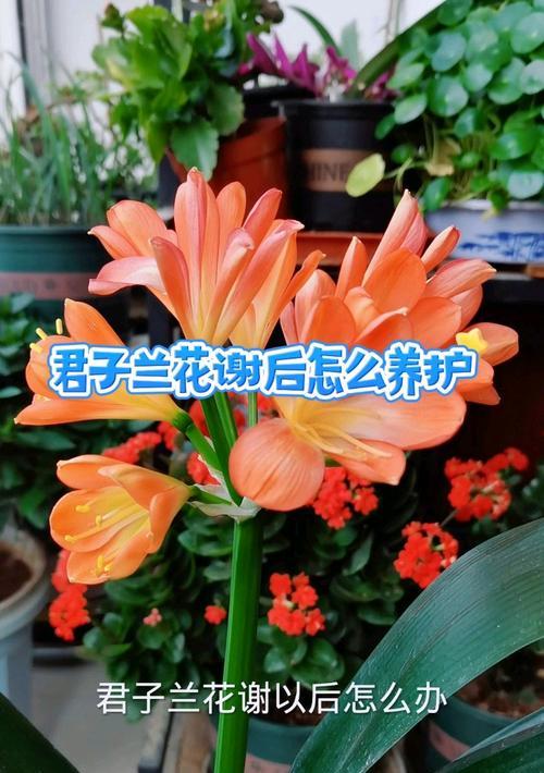 君子兰花杆剪的正确方法是什么？