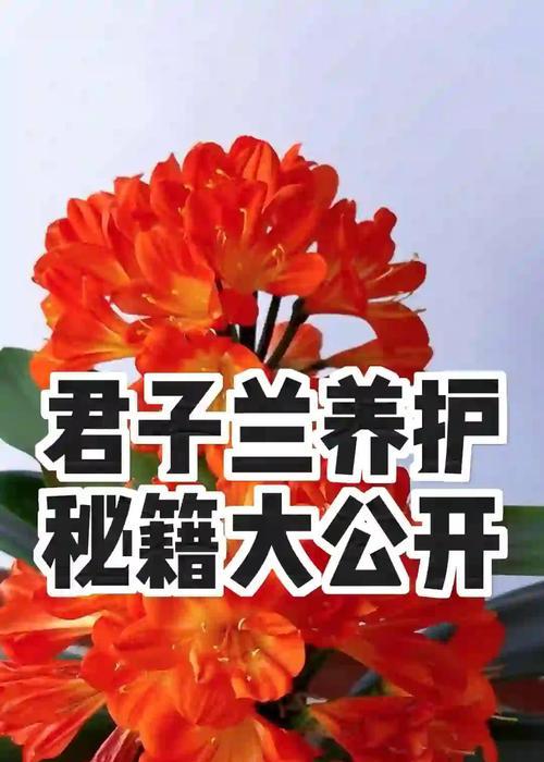 君子兰最佳浇水时间是什么时候？